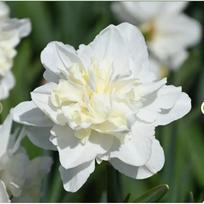Narcizai 'Easter Born', 5 vnt.