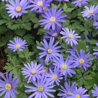 Malonioji plukė 'Blue Shades' , 50 vnt.