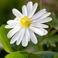 Malonioji plukė ‘White Splendour’, 5 vnt.