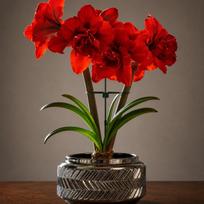 Amarilis (meilenis) 'Double King'  , svogūnas, 1 vnt.