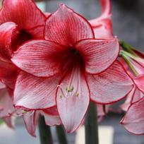 Amarilis (meilenis) 'Charisma' , svogūnas, 1 vnt.