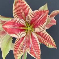 Amarilis (meilenis) 'Exotic Star', svogūnas, 1 vnt.