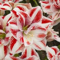 Amarilis (meilenis) ‘Bright Nymph’ , svogūnas, 1 vnt.