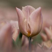Tulpė ‘Apricot Copex', 5 vnt.