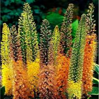 Eremūras 'Ruiter hybrids' MIX, 3 vnt.