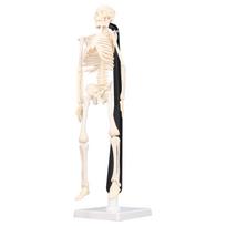 Žmogaus skeleto modelis 42cm Nuimamas Lankstus Lengvas PVC Mini Mokomasis Skeleto Modelis PVC