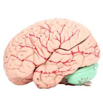 Žmogaus smegenų modelio anatomija vaikams, neuromokslų studijos, kaukolės dedikuota forma mokyklai, namams PVC