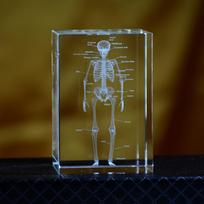3D kristalinis žmogaus skeleto anatomijos modelis, lazeriu graviruotas, medicininis mokymo įrankis, mokslinė dovana gydytojams, medicininio meno dovana brown