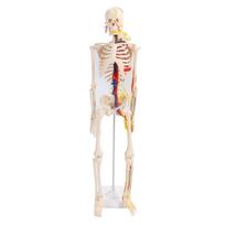85cm Žmogaus skeleto surinkimo modelis Skaidri struktūra Pasidaryk pats Skeleto gamyba Švietimo žaislas mokiniams PVC