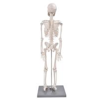 85 cm žmogaus skeleto modelis su stovo biologinio eksperimento priemone, skirta anatominiam mokymui PU white