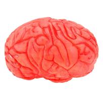 1Pc Halloween Prop Bloody Scary Fake Organ Human Realistic-looking Brain Body Parts for Halloween Party Accessories Dark Red raudona
