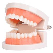 Oral Education Model Kindergarten Children Teeth Brushing Model Dental Laboratory Health Care Teeth Model ON