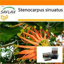 SAFLAX – Sodas maiše – Ugniračio medis – 20 sėklų – Su substratu tinkamame maišelyje – Stenocarpus sinuatus