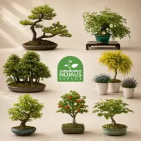7 - ių rūšių sėklų, sodo Bonsai medelių rinkinys