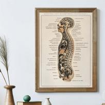 Vintage Human Body Print Poster Medical Wall Art Print Surgical Art Anatomical Wall Art Antique Retro Wall Canvas Painting Decor 21X30CMNo Framed