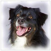 Deimantinis siuvinėjimas Border Collie 5D Deimantinis tapybos mozaika paveikslėlis Rankų darbo namų dekoras 20X30CM