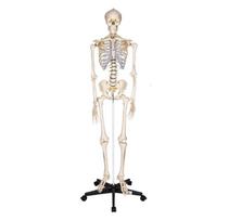 Žmogaus skeletas 181 cm - modelis
