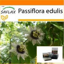 SAFLAX Sodas maiše - Purple Granadilla - 40 sėklų - Su substratu tinkamame stovimame maišelyje - Passiflora edulis