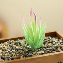 Space Saving Mini Succulents for Offices Bedrooms and Living Rooms E