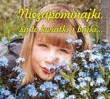 Forget-me-nots are fairy-tale flowers