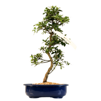 Žydintis Satsuki azalijos bonsai iš Japonijos P23 ,,Secchuka''