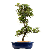 Žydintis Satsuki azalijos bonsai iš Japonijos P23 ,,Shinsei''