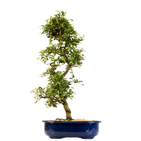 Žydintis Satsuki azalijos bonsai iš Japonijos P23 ,,Asahi-no-Izumi''