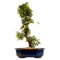 Žydintis Satsuki azalijos bonsai iš Japonijos P23 ,,Asahi-no-Izumi''