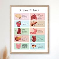 Human Body Poster Health Education Prints Anatomy Poster Organs Chart Anatomy Skeleton Homeschool Decor Educational Print Poster 21X30CMNo Framed