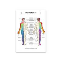 Dermatomų ir odos nervų lentelė Spaudinys Anatomijos plakatas medicinos studijoms ir mokymui Meno sienos dekoracija Namų plakatas 21X30CMNo Framed white