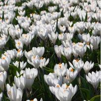 Krokai ankstyvieji 'Barr's White', 100 vnt.