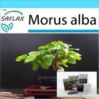 SAFLAX - Gift Set - Bonsai - White Mulberry - 200 seeds - With gift box, card, label and potting substrate - Morus alba