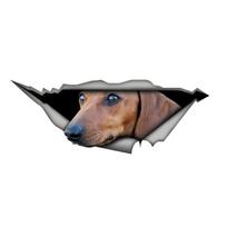 Tan Dachshund Car Stickers Scratch Blocking Self-Adhesive Waterproof Decal, Used for Car, Laptop, Motorcycle, Van, RV 30cm-Longest Side