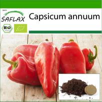 SAFLAX – Ekologiška – Saldžiosios paprikos – Ilgi raudonieji markonai – 20 sėklų – Su vazoniniu substratu geresniam auginimui – Capsicum annuum