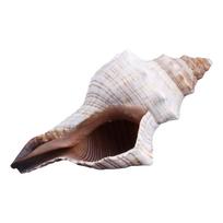 Natural Conch 3 -7  Large Huge Shells Great for DIY Crafts Fish for Tank Ornamen S
