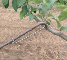 Fruit Tree Branch Puller Shaping Clip One Size sidabras
