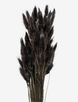 Cooee Design - Dried  Flowers Lagurus Ash - Džiovintos gėlės - Juoda