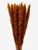 Cooee Design - Dried  Flowers Pampas Ginger - Džiovintos gėlės - Oranžinė