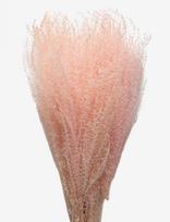 Cooee Design - Dried Flowers Feather Pampas - Džiovintos gėlės - Rožinė