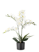 Bloomingville - Orchid Plant - Džiovintos gėlės - Balta