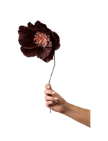 Studio About - Paper Flower - Džiovintos gėlės - Burgundiška splava