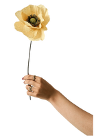 Studio About - Paper Flower, Papaver, Soft Peach - Džiovintos gėlės - Smėlio