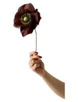 Studio About - Paper Flower, Papaver, Brown - Džiovintos gėlės - Ruda