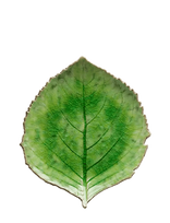 Costa Nova - Bladfad Hydrangea L - Dekoratyvinė lėkštė - Žalia