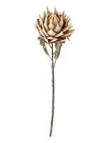 Bloomingville - Protea Stem - Džiovintos gėlės - Smėlio