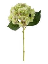 Bloomingville - Hydrangea Stem White - Džiovintos gėlės - Žalia