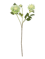 Bloomingville - Chrysantemum Stem - Džiovintos gėlės - Balta