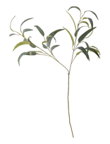 Bloomingville - Eucalyptus Stem - Džiovintos gėlės - Žalia