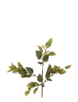 Bloomingville - Eucalyptus Stem - Džiovintos gėlės - Žalia