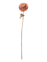 Bloomingville - Chrysantemum Stem - Džiovintos gėlės - Rožinė